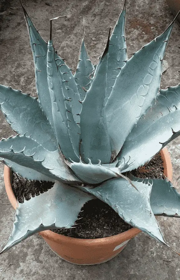 Agave Parryi Subsp. Neomexicana