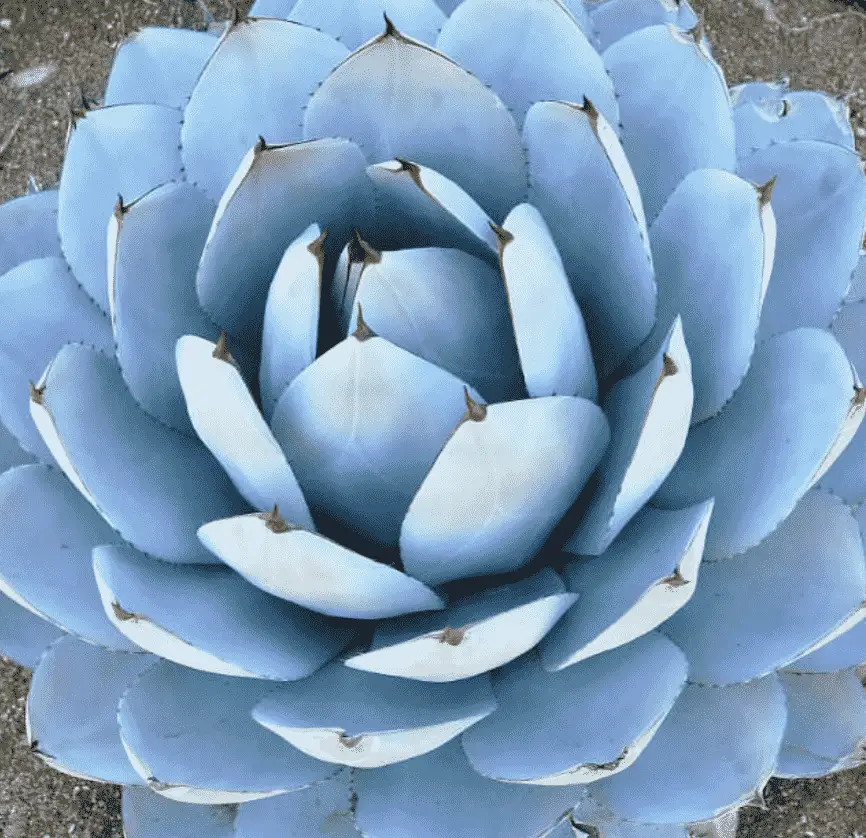 Agave Parryi Var. Truncata ‘Huntington’