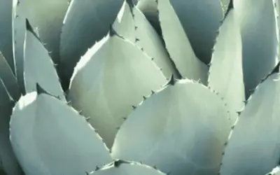 Agave Parryi Var. Huachucensis