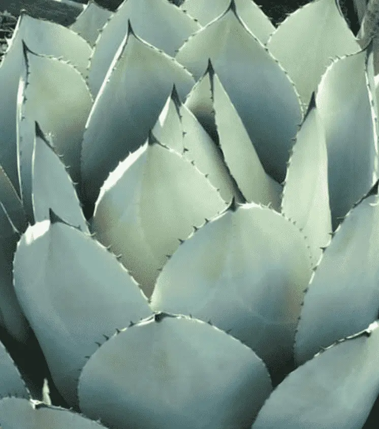 Agave Parryi Var. Huachucensis