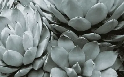 Agave Parryi Var. Truncata