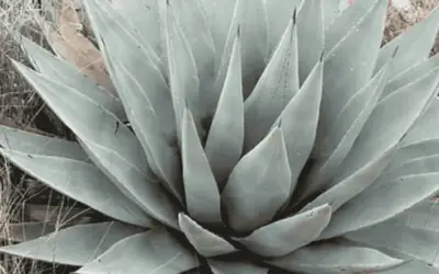 Agave Parryi Var. Couesii