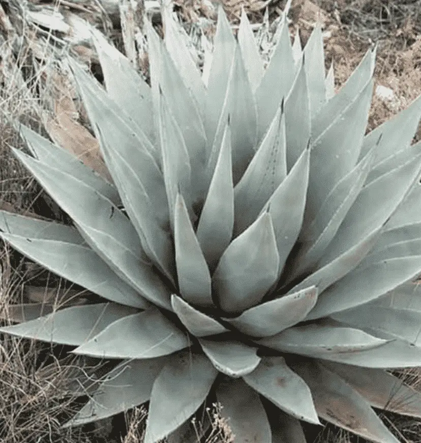 Agave Parryi Var. Couesii