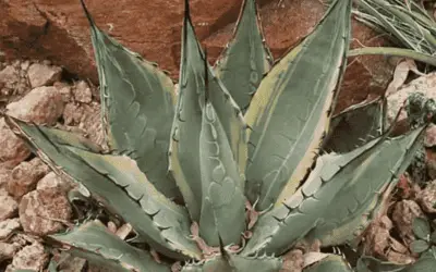 Agave Parryi Subsp. Neomexicana ‘Sunspot’