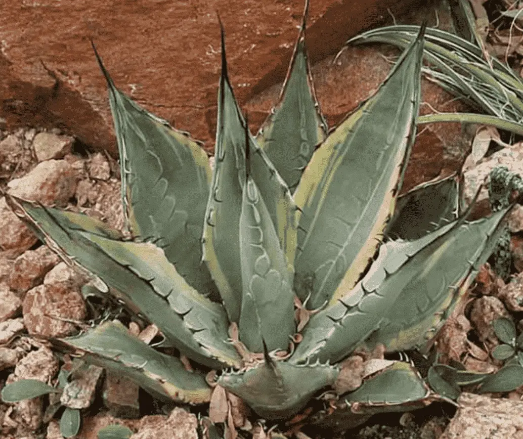 Agave Parryi Subsp. Neomexicana ‘Sunspot’