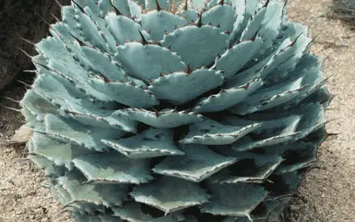 Agave Potatorum ‘Cubic’