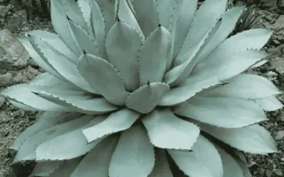 Agave Potatorum