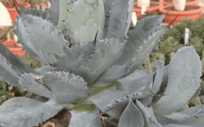 Agave Potatorum ‘Cameron Blue’