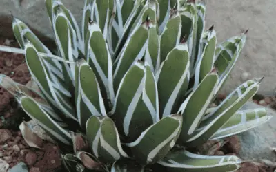 Agave Pintilla