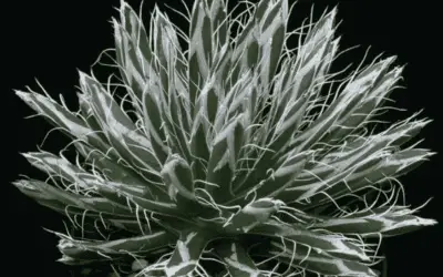 Agave Parviflora