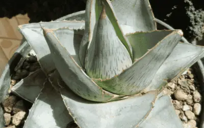 Agave Pumila