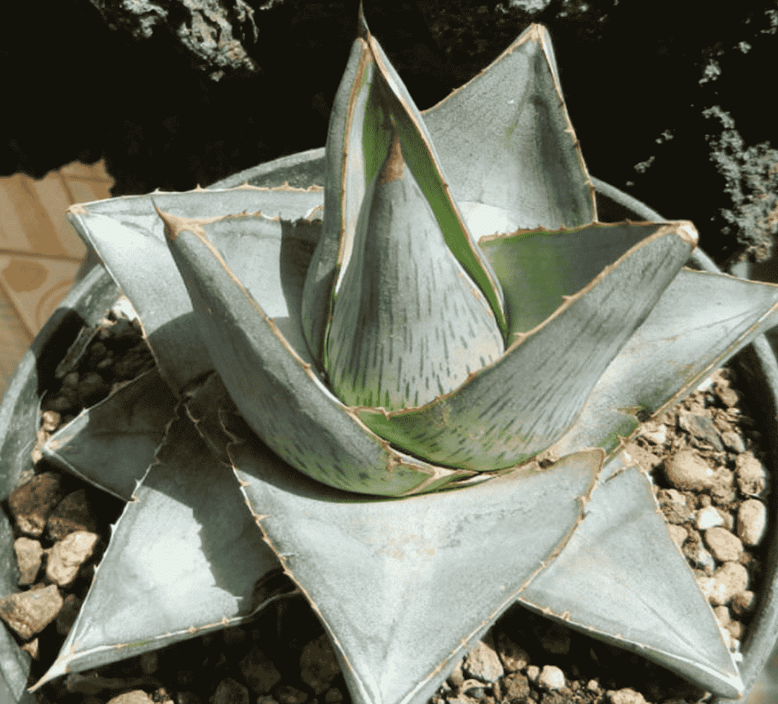 Agave Pumila