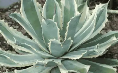 Agave Potatorum ‘Snowfall’