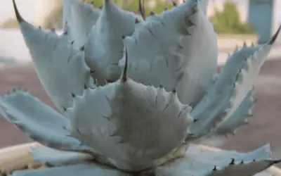 Agave Potatorum Var. Verschaffeltii