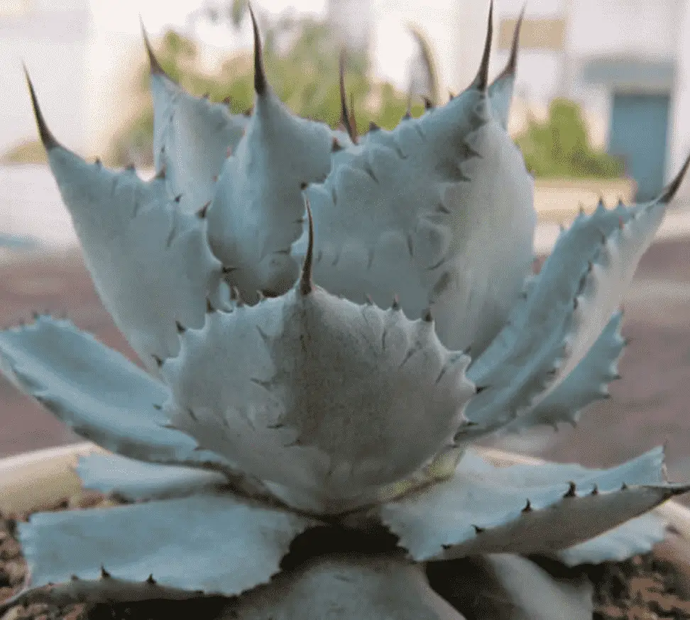 Agave Potatorum Var. Verschaffeltii