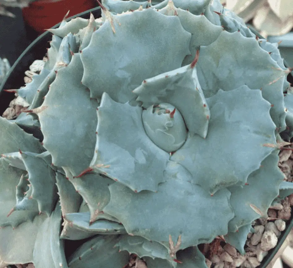 Agave Potatorum ‘Shoji-Raijin’