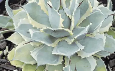 Agave Potatorum ‘Eye Scream’