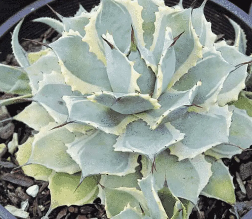 Agave Potatorum ‘Eye Scream’