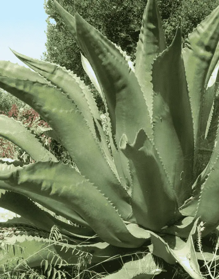 Agave Salmiana