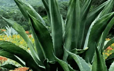 Agave Salmiana ‘Green Giant’