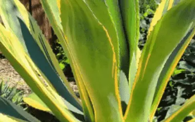 Agave Salmiana Var. Ferox ‘Variegata’