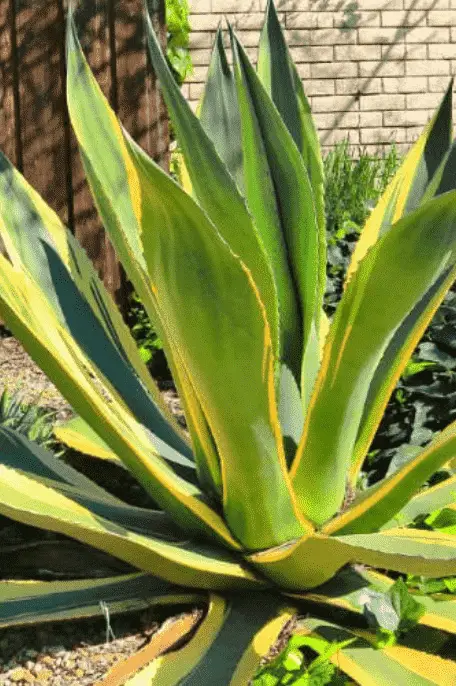 Agave Salmiana Var. Ferox ‘Variegata'