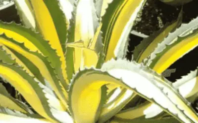 Agave Salmiana Var. Ferox ‘Medio Picta’