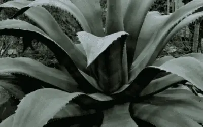 Agave Salmiana Var. Ferox