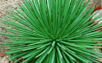 Agave Sticta