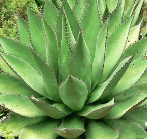 Agave Shawii (Care Guide With Pictures)- Succulents Network