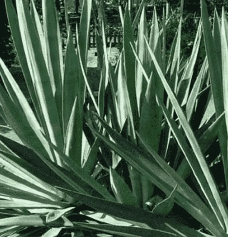 Agave Sisalana