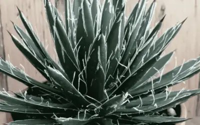 Agave Schidigera