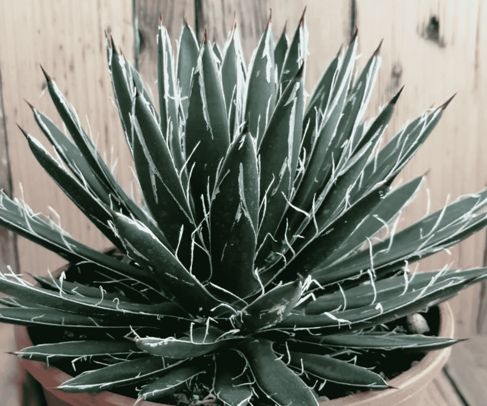 Agave Schidigera