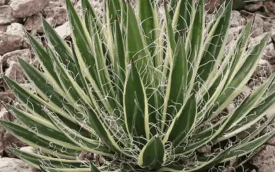 Agave Shidigera ‘Shira Ito No Ohi’