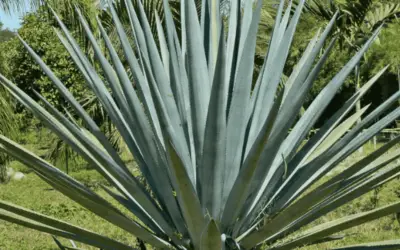 Agave Tequilana