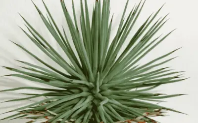 Agave Stricta ‘Nana’