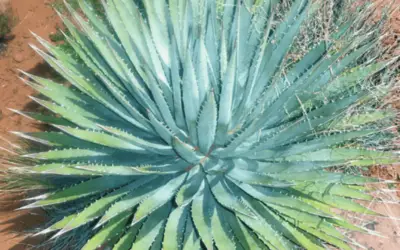 Agave Utahensis