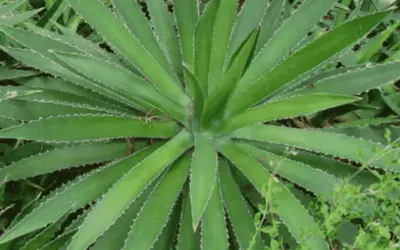 Agave univittata