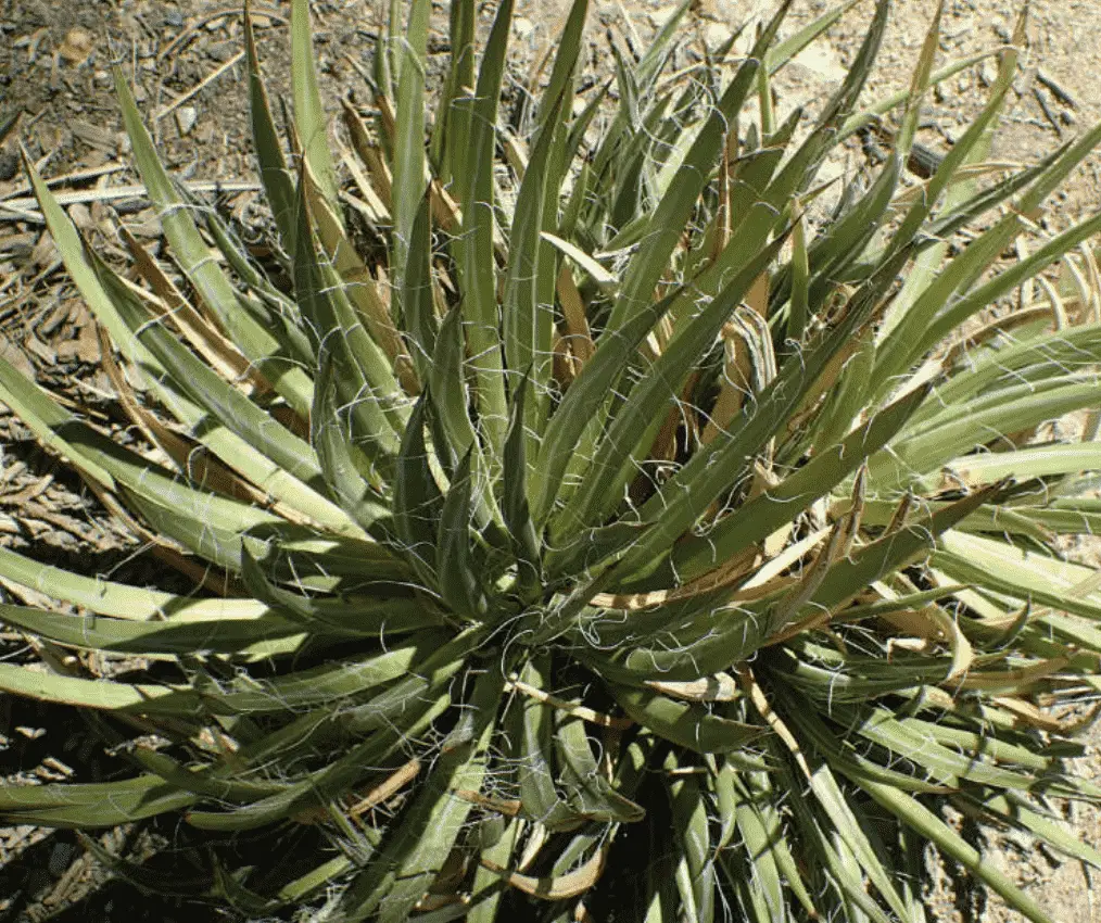 Agave Toumeyana