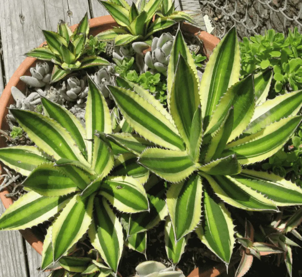 Agave Univittata ‘Quadricolor’