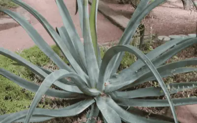 Agave Vilmoriniana