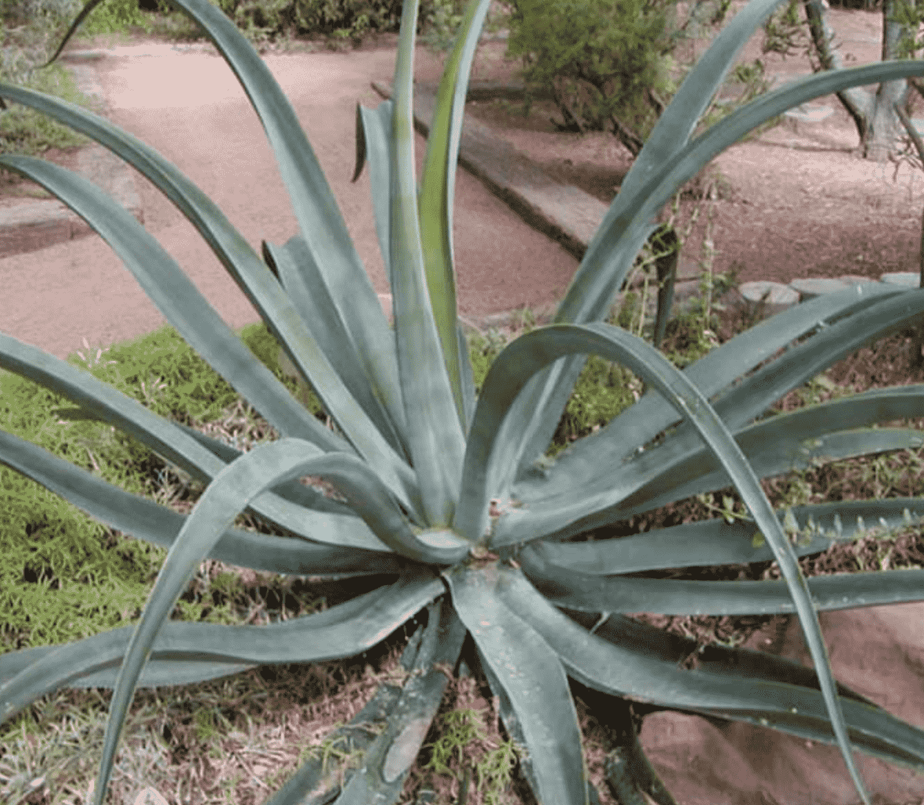 Agave Vilmoriniana