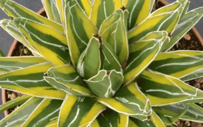 Agave Victoriae-Reginae ‘White Rhino’