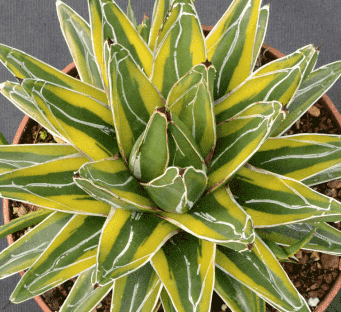 Agave Victoriae-Reginae ‘Golden Princess’