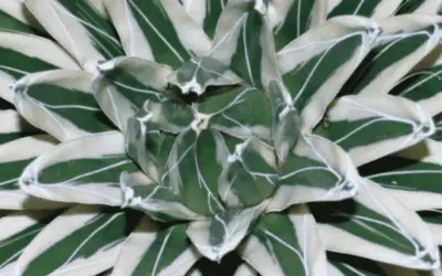 Agave victoriae-reginae ‘Albomarginata’