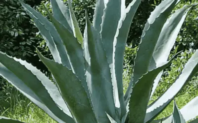 Agave Valenciana