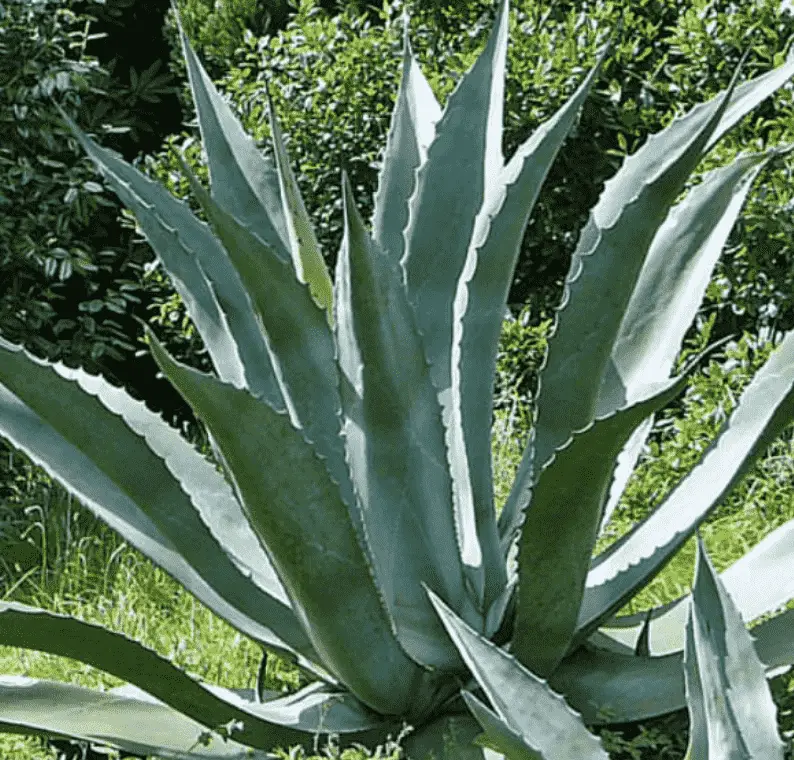 Agave Valenciana