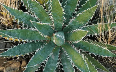 Agave Xylonacantha