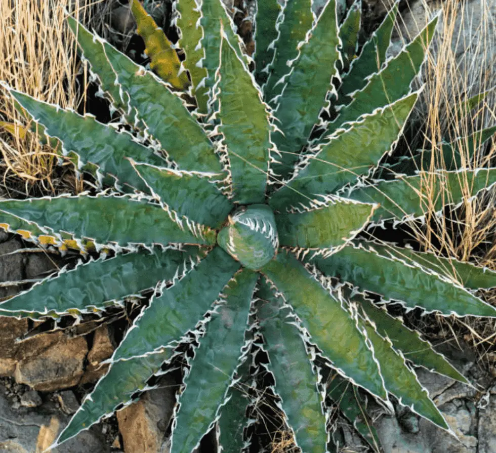 Agave Xylonacantha (Care Guide With Pictures)- Succulents Network