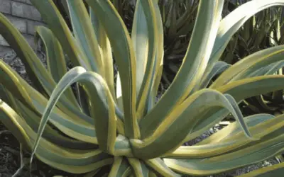 Agave Vilmoriniana ‘Stained Glass’